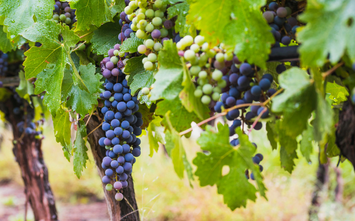 Mendoza: Vindima aos Pés dos Andes e Vinícolas de Altitude — viagem em grupo: participar de um festival do vinho