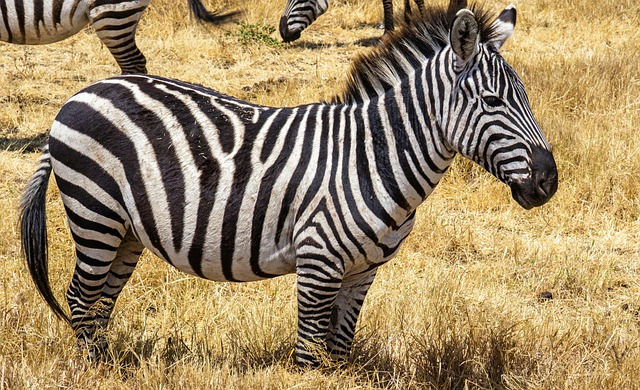 Cratera De Ngorongoro - paisagem turística