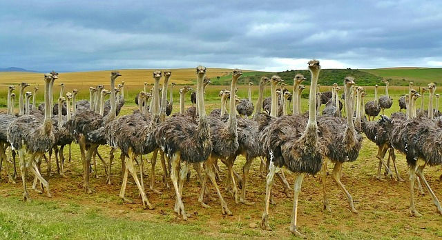 África do Sul - foto 6