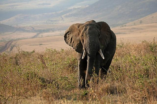 Cratera De Ngorongoro - paisagem turística