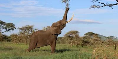 Parque Nacional Tarangire - paisagem turística