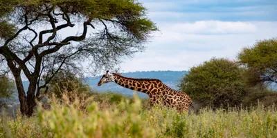 Parque Nacional do Serengeti - paisagem turística