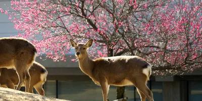 "Cervos-sika no Parque de Nara sob árvores com flores de cerejeira em Nara, Japão.