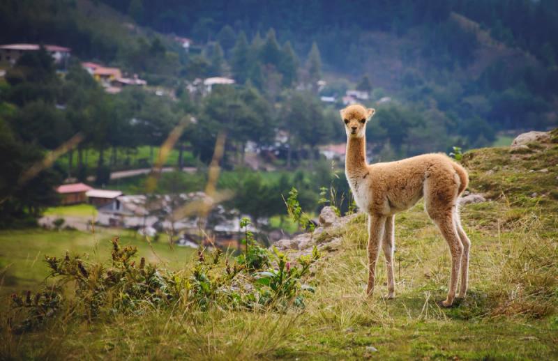 Alpaca no Vale Sagrado Peru