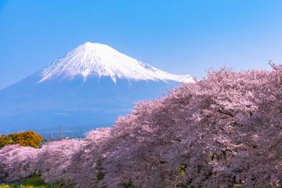 Japão na Florada das Cerejeiras
