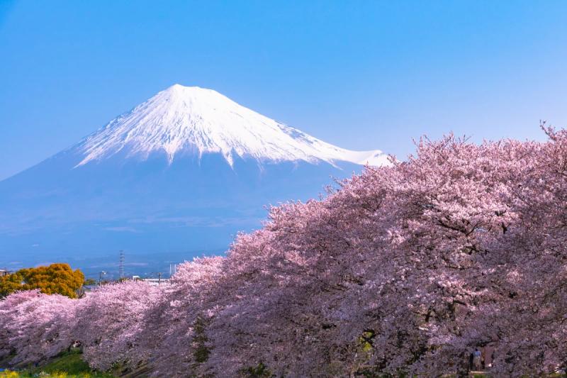 Monte Fuji emoldurado por cerejeiras em flor na primavera