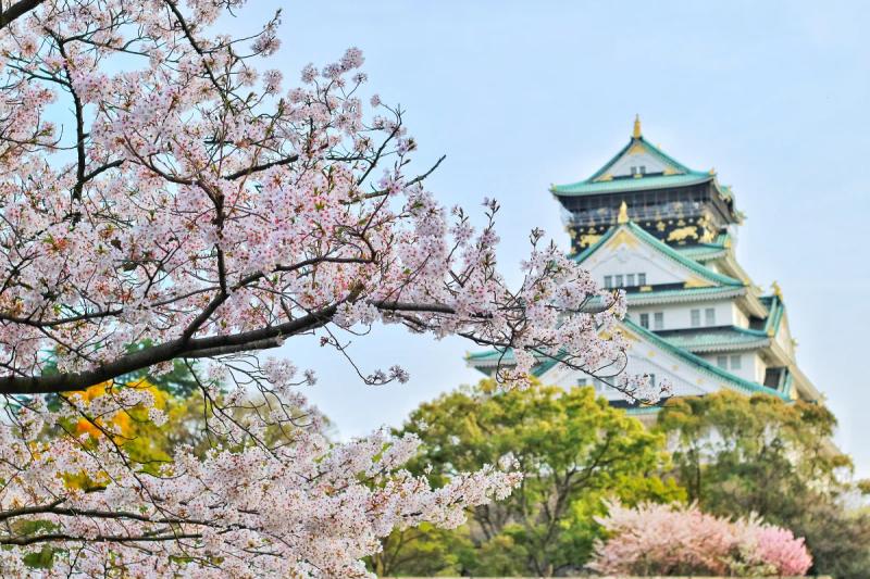 Castelo de Osaka emoldurado por cerejeiras em flor na primavera