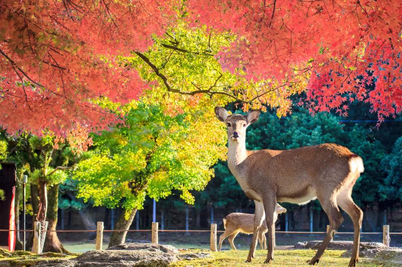 Cervos sagrados no Parque de Nara sob árvores com cores do outono