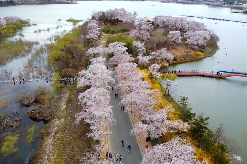 Vista aérea em drone de alameda cercada por cerejeiras floridas na primavera japonesa