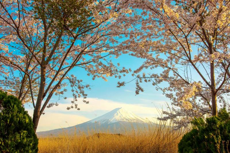 Monte Fuji coberto de neve emoldurado por flores de cerejeira sakura na primavera do Japão.