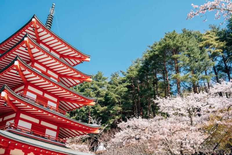 Pagode tradicional de cinco andares em tom avermelhado com flores de cerejeira no Japão.