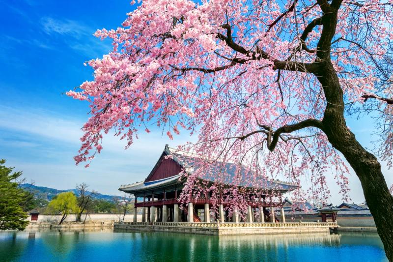 Pavilhão Gyeonghoeru no Palácio Gyeongbokgung cercado por cerejeiras em flor, Seul, Coreia do Sul